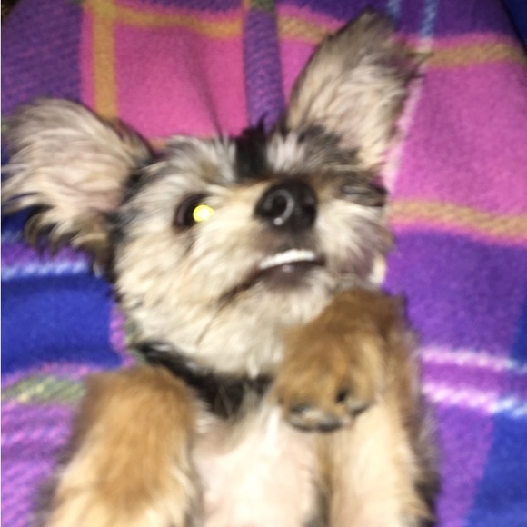 llaco11